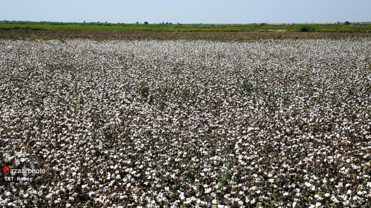 پنبه گلستان به پائین ترین سطح تولید در کشور رسیده است