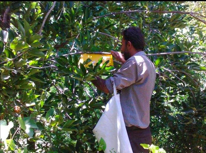 مگس مدیترانه ای در مازندران بومی شده است