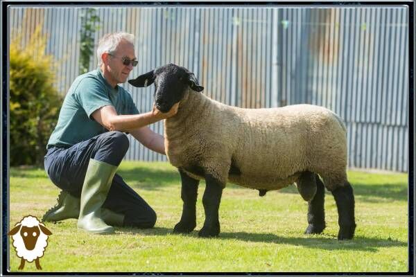 خواص و مضرات روغن دنبه چیست؟