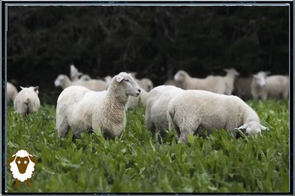 خواص و مضرات روغن دنبه چیست؟