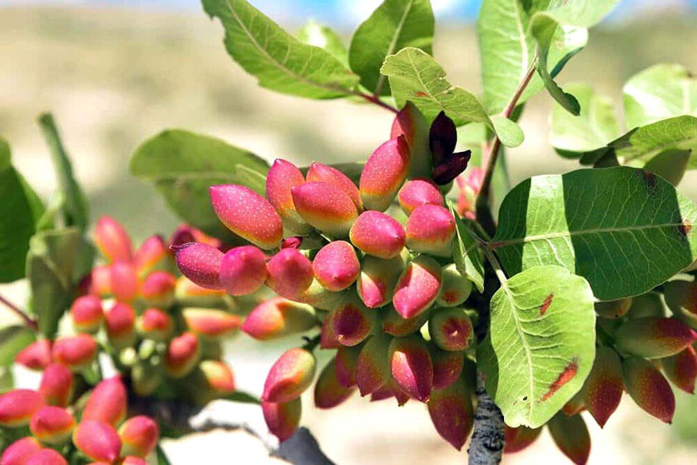 موانع صادرات پسته کاهش یابد/ صادرات پسته کرمان به نام ترکیه