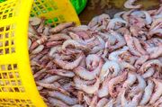 طرح پرورش ماهی و میگو در سواحل مکران اجرایی می‌شود