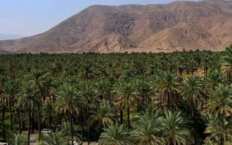 خرمای جنوب کرمان، قربانی خاموش آفت ها و سیاست های صادراتی