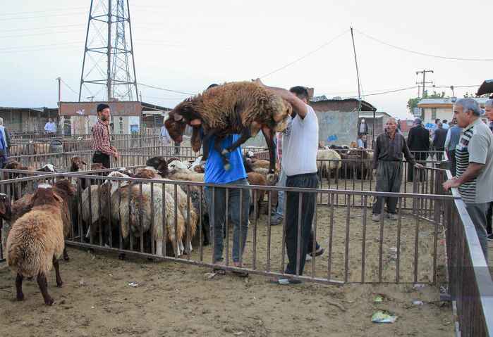 صادرات دام زنده در ایلام؛ مطالبه ای که محقق شد