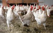 جنگ دولت با تولیدکنندگان مرغ