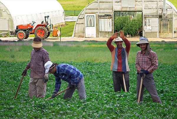 اجرای ۵۵ طرح در زیربخشهای کشاورزی ایلام توسط تعاونی روستایی اجرای ۵۵ طرح در زیربخشهای کشاورزی ایلام توسط تعاونی روستایی