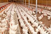 اختصاص تسهیلات ۱۰ درصدی به اتحادیه‌ها برای خرید مازاد مرغ