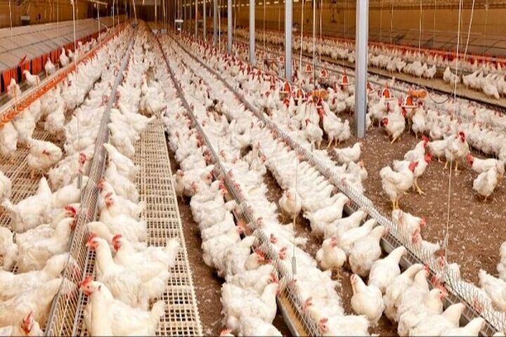توزیع مرغ در مازندران آنلاین شد