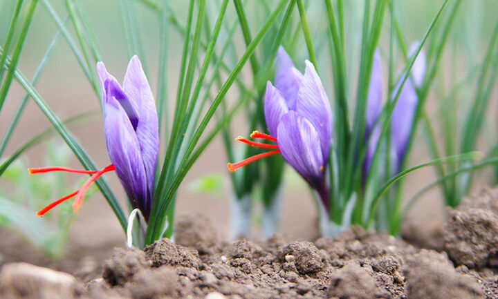 عوارض صادراتی زعفران حذف شد عوارض صادراتی زعفران حذف شد