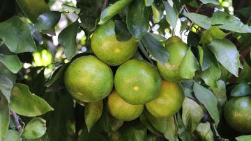 سهم ۲۵ درصدی ساری در صادرات مرکبات از مازندران