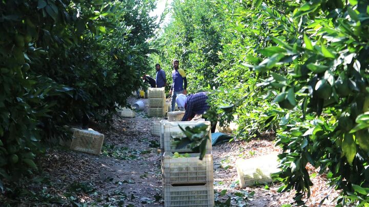 باغداری قراردادی جزو برنامه است| کنترل مگس مدیترانه در مازندران