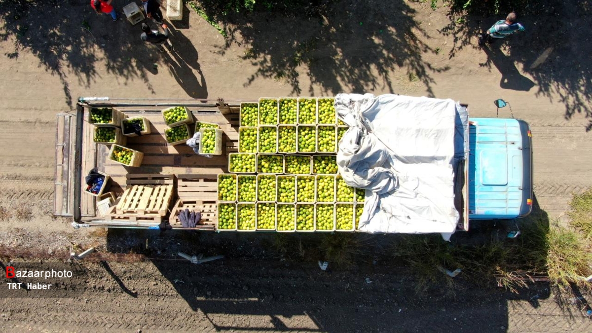 مازندران و معمای صادرات مرکبات؛ تولید ۳.۵ میلیون تنی در انتظار گشایشِ درهای بازار جهانی