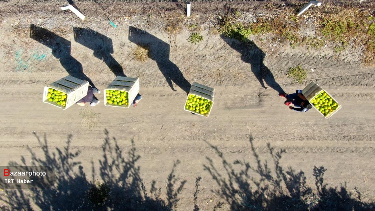 دست باغداران کوتاه و پرتقال بر درخت| برگشت چک های تاجران