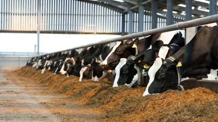 دامداری اردبیل نابود شده‌ است| بروز بحران تأمین گوشت و شیر در سال آینده