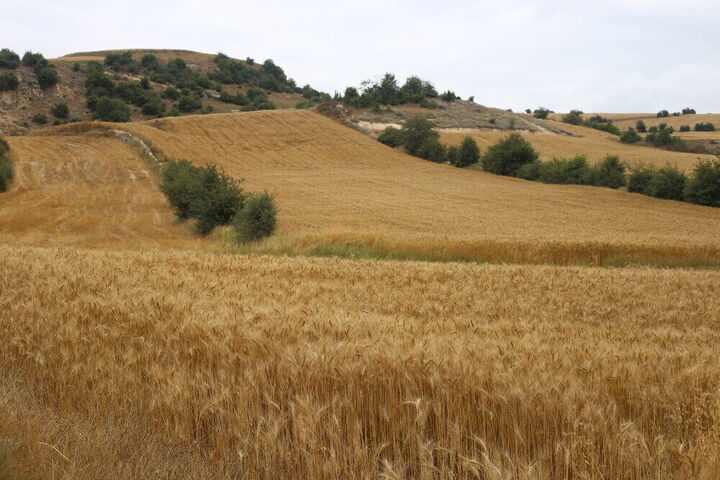 اجرای طرح جهش تولید در دیمزارهای ۵۰۸ روستای مازندران اجرای طرح جهش تولید در دیمزارهای ۵۰۸ روستای مازندران