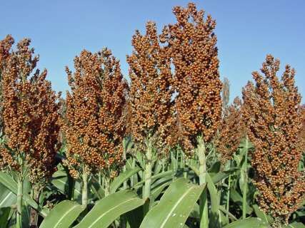 پارسآباد ۱۰۰ درصد بذر سورگوم کشور را تامین میکند| صادرات از سال آینده  پارسآباد ۱۰۰ درصد بذر سورگوم کشور را تامین میکند| صادرات از سال آینده