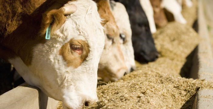 مشکلات گاوهای مبتلا شده به بیماری اسیدوز