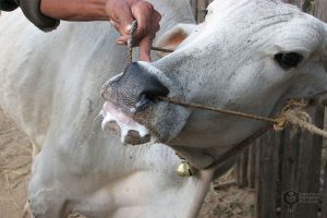 شایع ترین بیماری های گاو شیری کدام اند؟