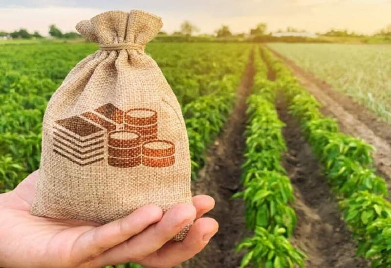 کشت فراسرزمینی حکم اجاره نشینی دارد| فرصتی برای توسعه بازارهای صادراتی محصولات باغی