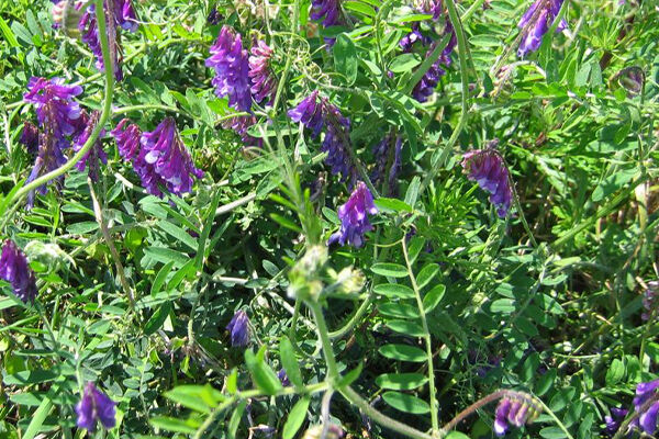 ماش ، کود سبزی عالی برای کشاورزی در هوای خشک ماش ، کود سبزی عالی برای کشاورزی در هوای خشک