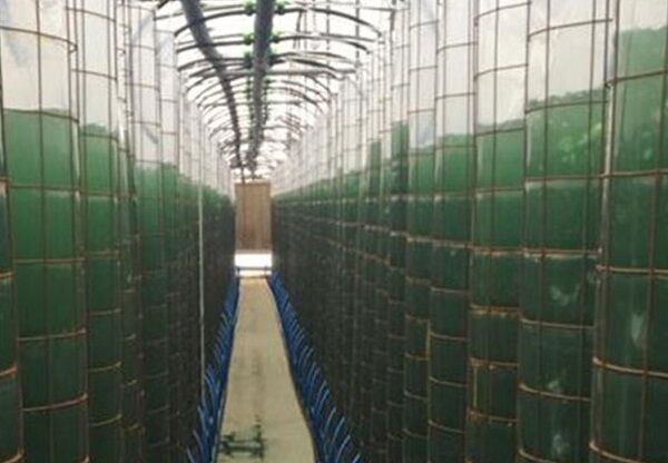 تولید انبوه جلبک سبز دریایی توسط یک شرکت دانش بنیان در تبریز 