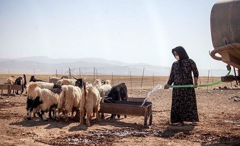افزایش ۷۰ درصدی هزینه دامداریها | تولیدکنندگان در دام تأمین نهادههای دامی