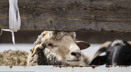 پیش بینی افزایش قیمت گوشت قرمز در سال آینده| گوساله ها در بازار فخر می فروشند