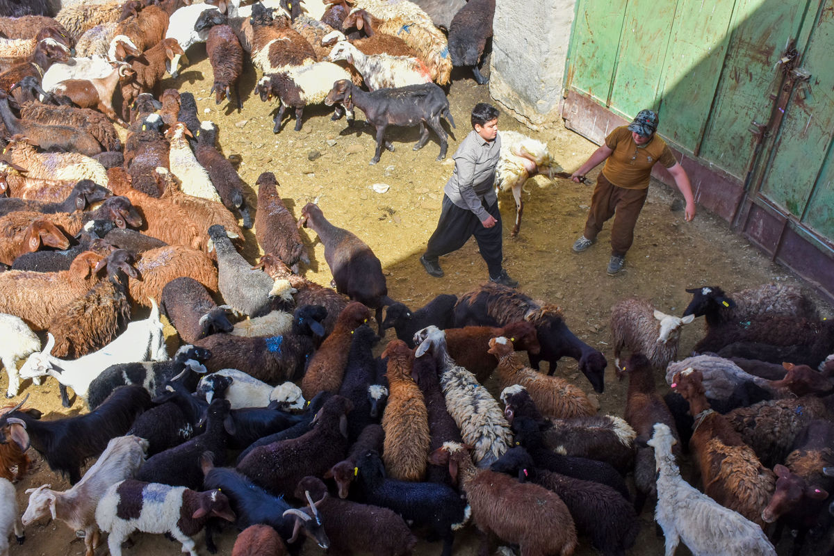 افزایش ۷۰ درصدی هزینه دامداریها | تولیدکنندگان در دام تأمین نهادههای دامی
