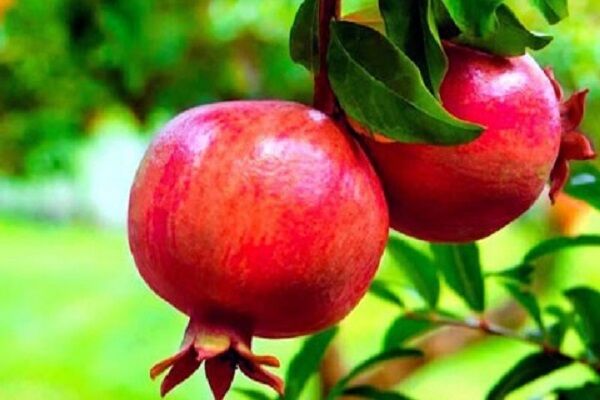 محصول انار در برزخ صادرات | یاقوت سرخ ایران مشتری ندارد
