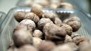 کشت ارقام اصلاح شده گردو در خلخال ترویج می‌یابد