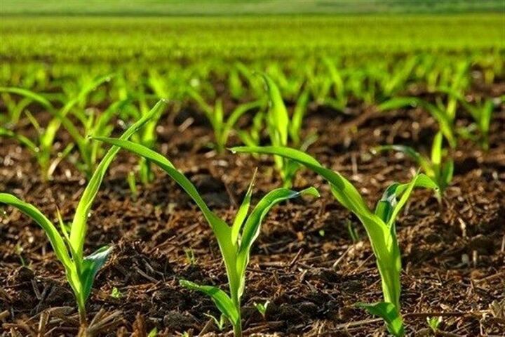 کمک‌های وزارت جهاد کشاورزی به اجرای طرح اصلاح الگوی کشت