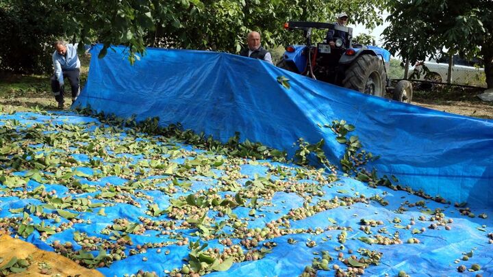 ۵ هزار تن گردو در جنوب کرمان برداشت می شود ۵ هزار تن گردو در جنوب کرمان برداشت می شود