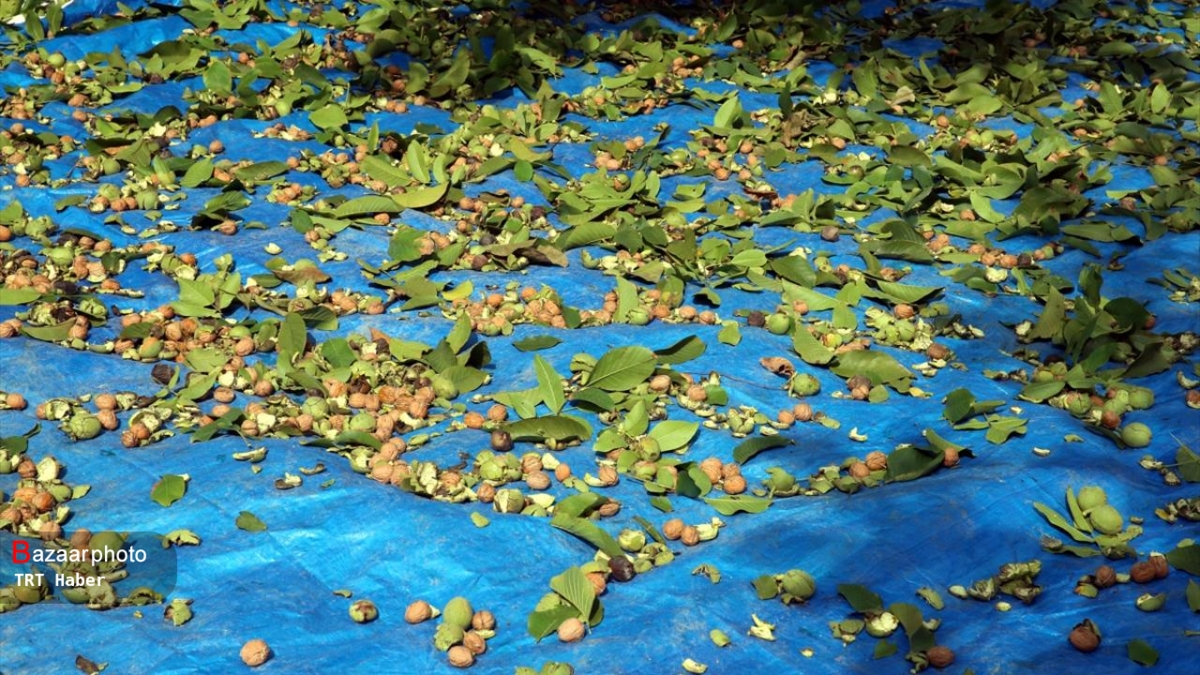 سرمازدگی اقتصاد گردو کاران را منجمد کرد| بافت رکورد دار بیشترین خسارتها