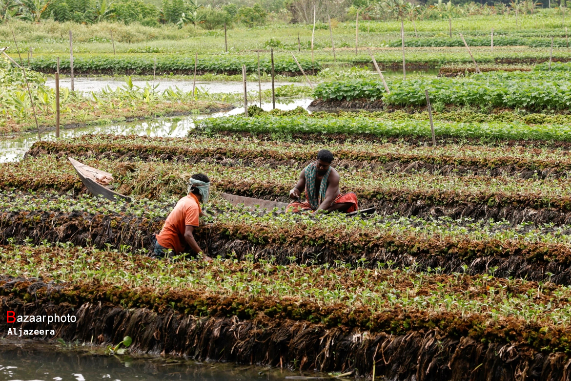 «الگوی کشت» طرحی روی کاغذ | نگاه جهاد کشاورزی گلستان کارشناسی باشد
