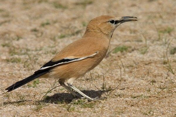 جشنوارههای بومی راهی برای جذب گردشگری | بیارجمند قلب پرندهنگری