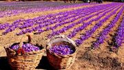 رفع تنگناهای ارزی صادرات زعفران| ۹۰ درصد زعفران دنیا را تامین می‌کنیم