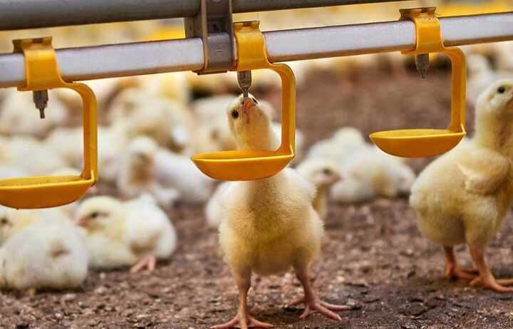 مرغداران راغب به جوجهریزی نیستند مرغداران راغب به جوجهریزی نیستند