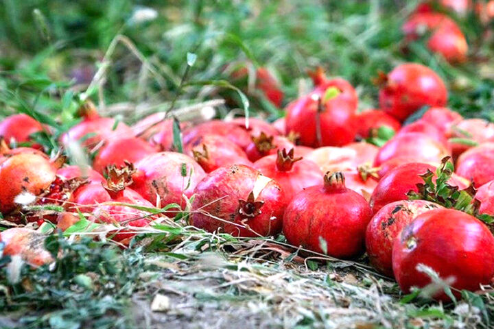 پیشبینی افزایش ۲۰ هزار تنی تولید انار در سالجاری پیشبینی افزایش ۲۰ هزار تنی تولید انار در سالجاری