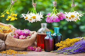 ۵۰۰ هکتار از اراضی مجتمع کشت و صنعت پارس به گیاهان دارویی اختصاص یافت