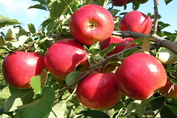 درآمد ۱۴۰۰ میلیارد ریالی سیب کاران آمل