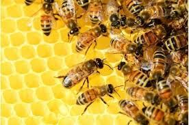 سوق دادن زنبورداران به سمت تولید سایر فرآورده ها| افزایش ارزش افزوده با تولید ژل رویال و زهر