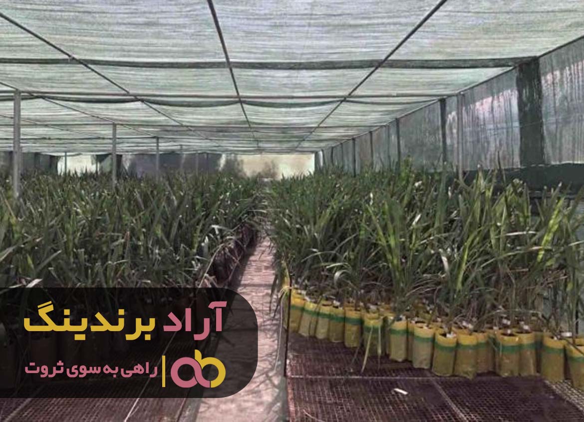 با افزایش تمرکز ثروت خود را افزایش دهید