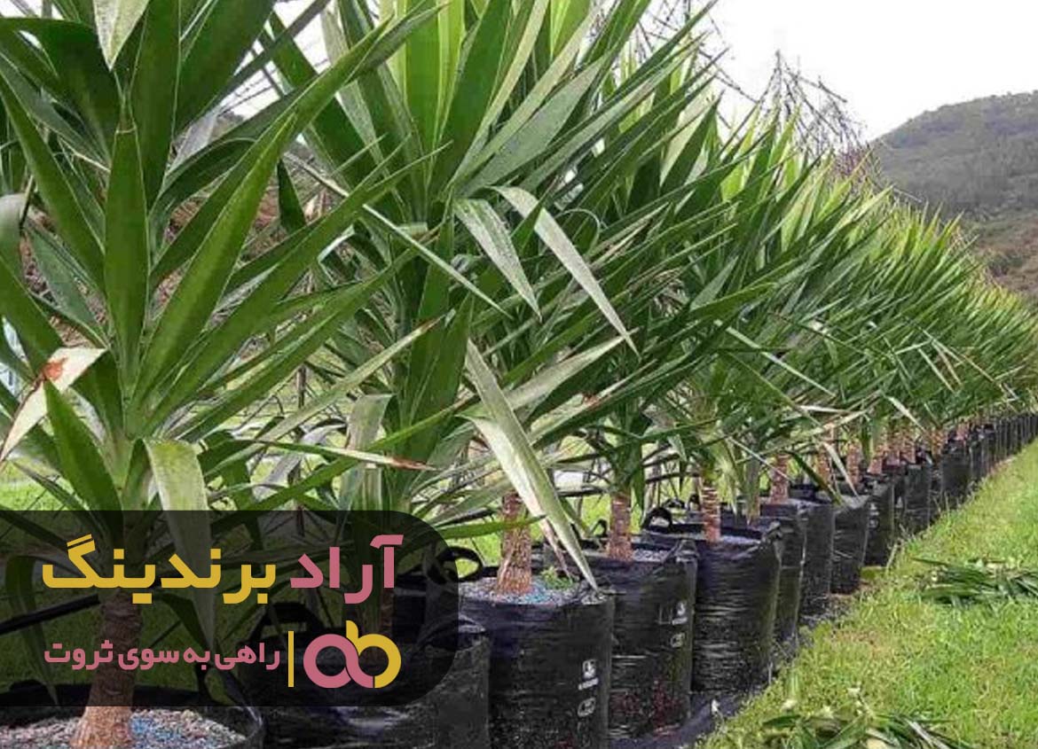 تاثیر کلمات در موفقیت و بدست آوردن ثروت