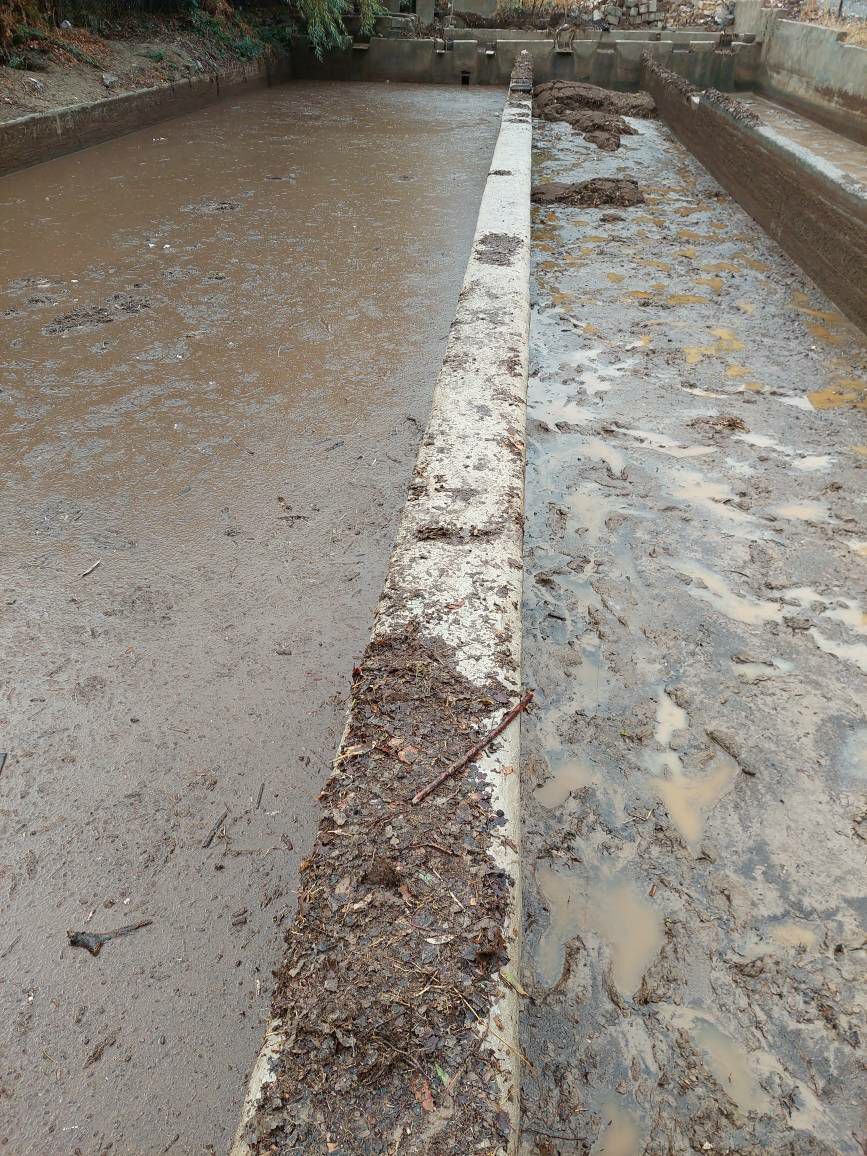 مرگ هزاران قطعه ماهی قزل آلا در ایلام بر اثر سیلاب