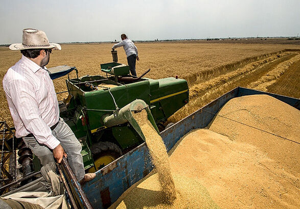 کشاورزان کماکان در انتظار اصلاح نرخ گندم| دولت تجدید نظر کند