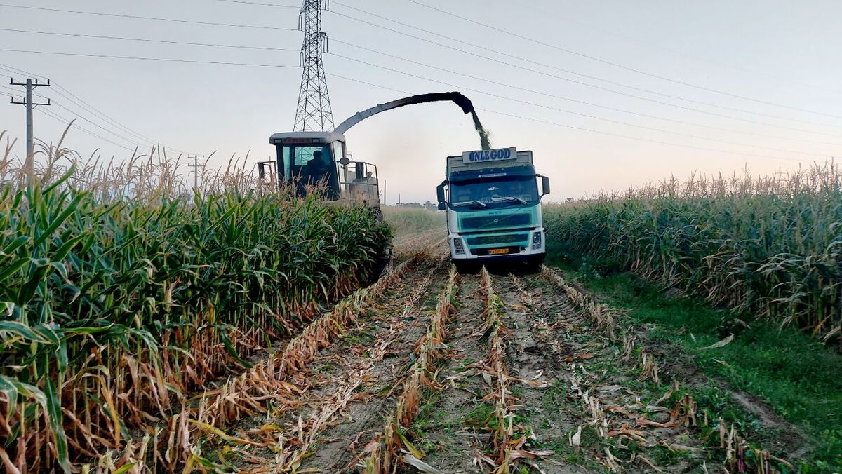 قطعی برق چاه های آب کشاورزی مشکل زا شد | برداشت محصولات کج و معوج از خاک خشک