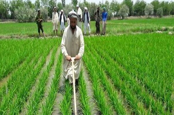 افغانستان مناسب کشت فراسرزمینی ایران است|لزوم حمایت از کشاورزان افغان