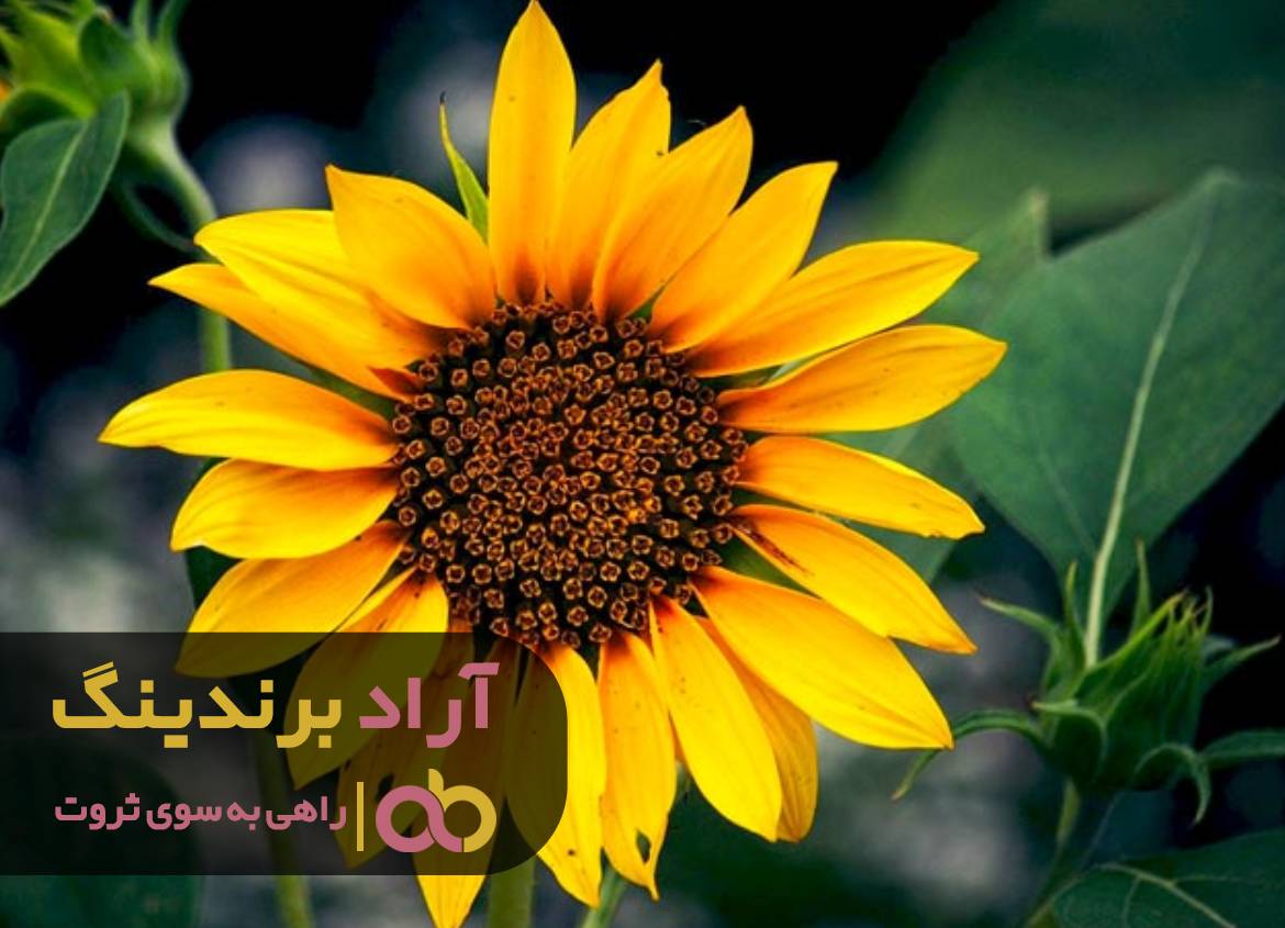 با چند گام پیش پا افتاده پولدار شدم