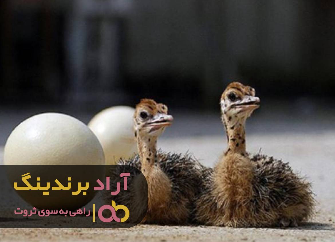 با این ترفند از مشکلات کسب و کارم رها شدم