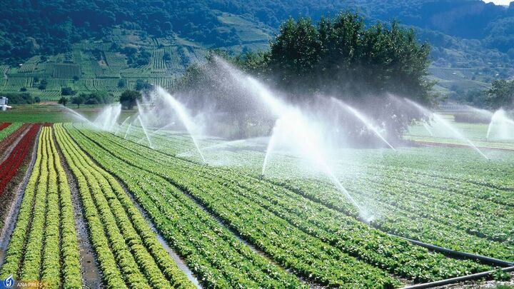 دو برابر استانداردهای جهانی آب مصرف می کنیم | راندمان آب در کشاورزی حدود ۳۰ درصد است